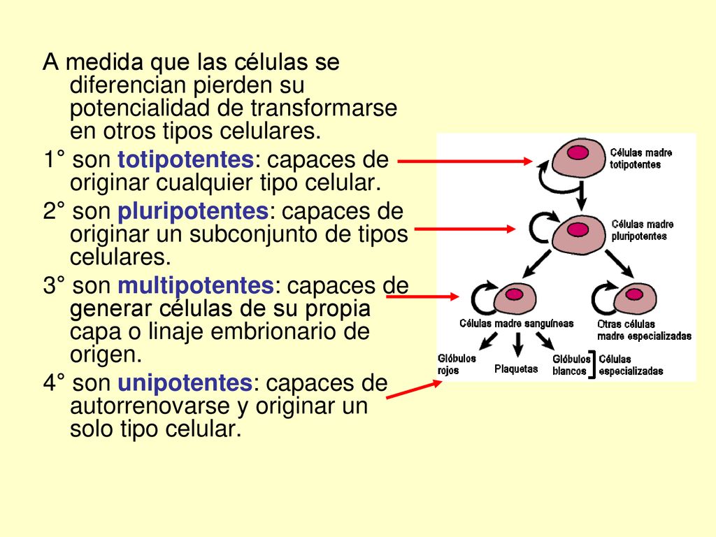 A medida que las células se diferencian pierden su potencialidad de transformarse en otros tipos celulares.