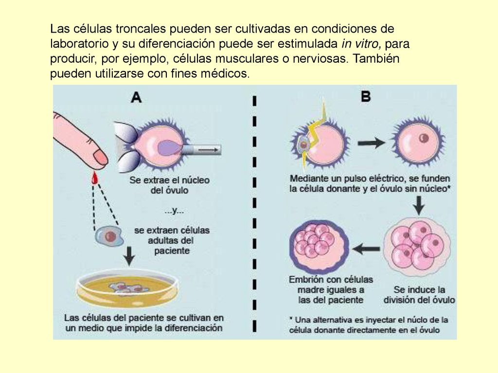 Las células troncales pueden ser cultivadas en condiciones de laboratorio y su diferenciación puede ser estimulada in vitro, para producir, por ejemplo, células musculares o nerviosas.