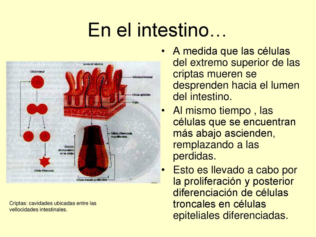 En el intestino… A medida que las células del extremo superior de las criptas mueren se desprenden hacia el lumen del intestino.