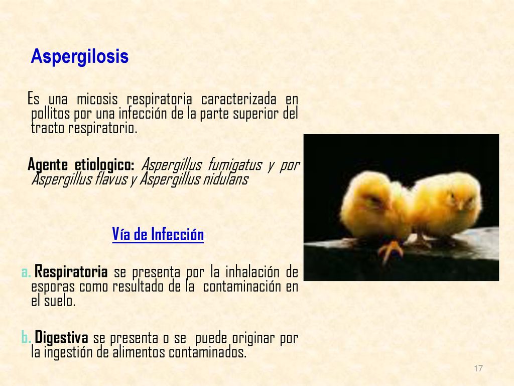 Aspergilosis Es una micosis respiratoria caracterizada en pollitos por una infección de la parte superior del tracto respiratorio.
