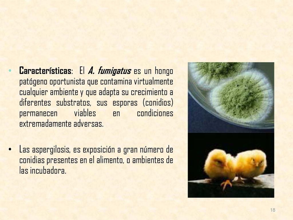 Características: El A. fumigatus es un hongo patógeno oportunista que contamina virtualmente cualquier ambiente y que adapta su crecimiento a diferentes substratos, sus esporas (conidios) permanecen viables en condiciones extremadamente adversas.