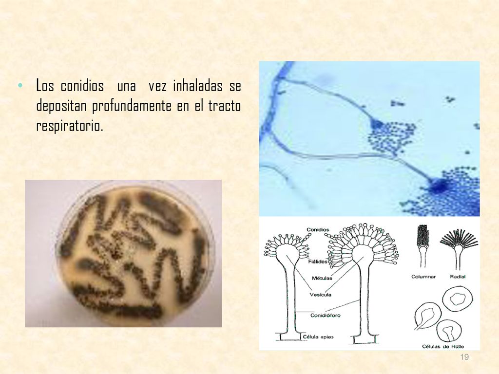 Los conidios una vez inhaladas se depositan profundamente en el tracto respiratorio.