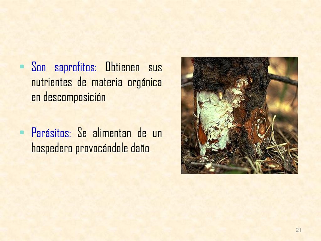 Son saprofitos: Obtienen sus nutrientes de materia orgánica en descomposición.