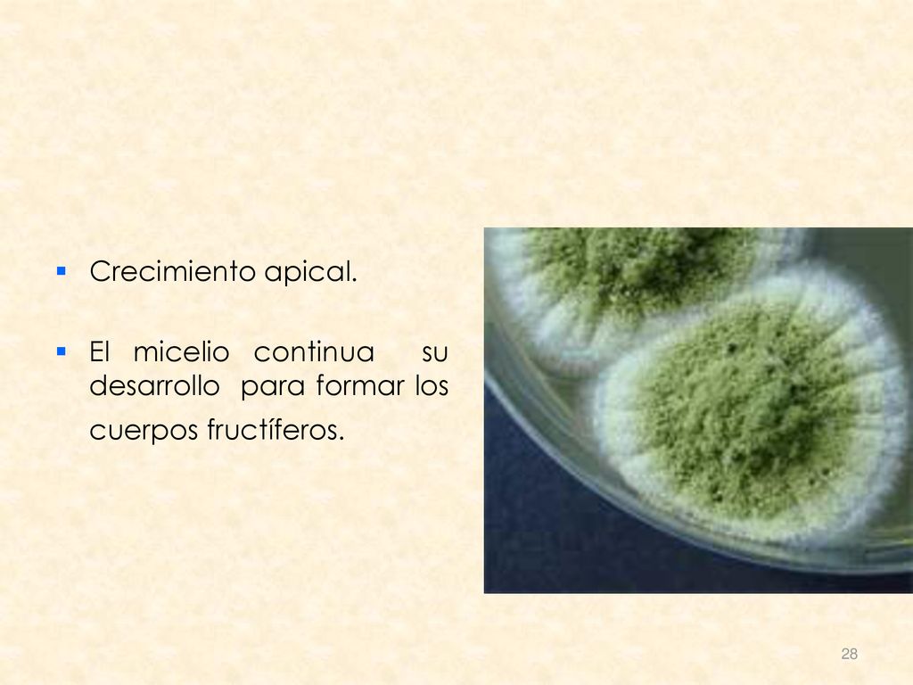Crecimiento apical. El micelio continua su desarrollo para formar los cuerpos fructíferos.