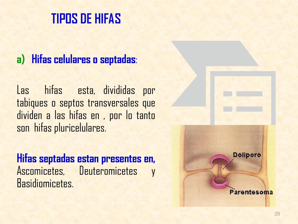 TIPOS DE HIFAS Hifas celulares o septadas: