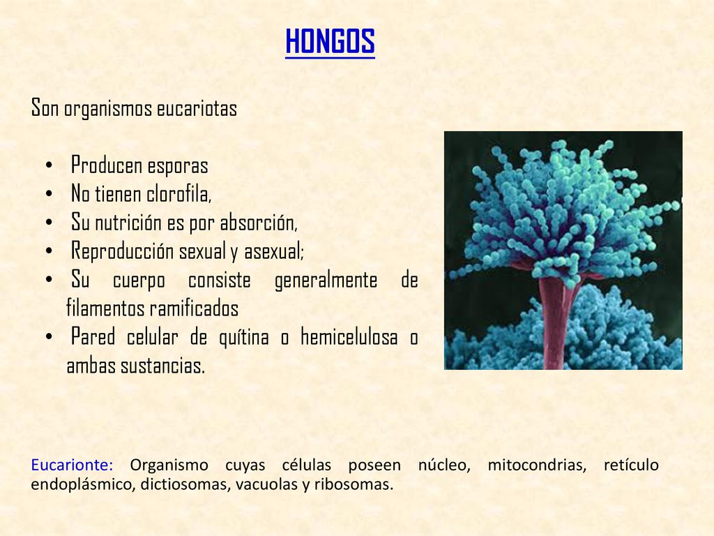 HONGOS Son organismos eucariotas Producen esporas No tienen clorofila,