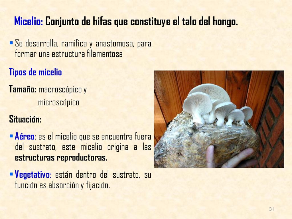Micelio: Conjunto de hifas que constituye el talo del hongo.