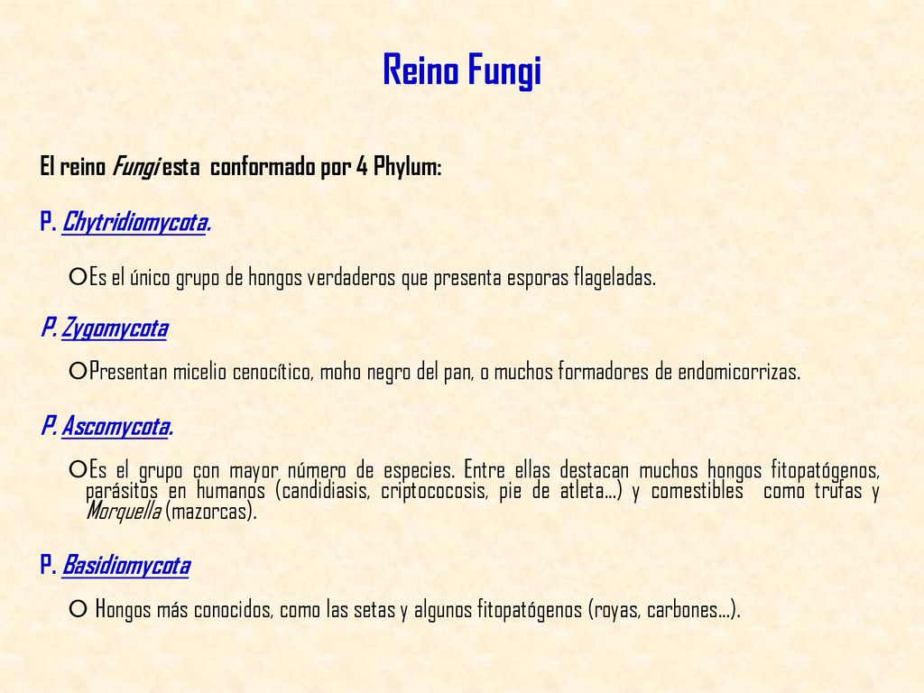 Reino Fungi El reino Fungi esta conformado por 4 Phylum: