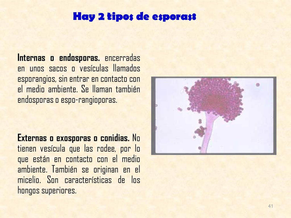 Hay 2 tipos de esporas: