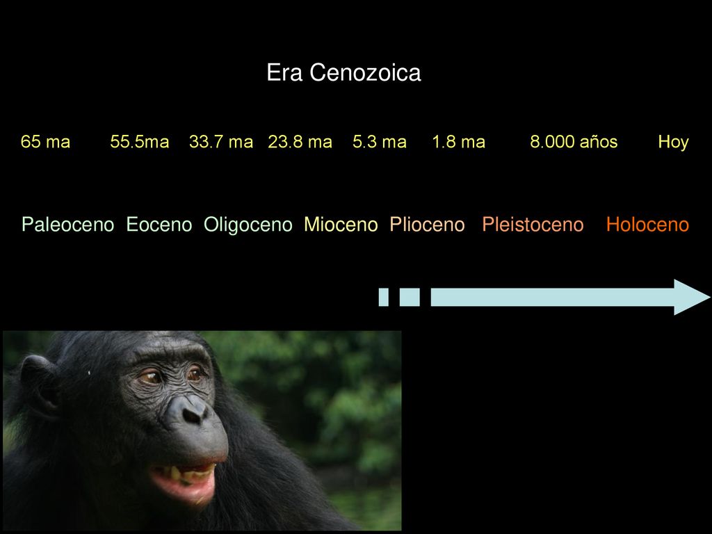 Era Cenozoica 65 ma 55.5ma 33.7 ma 23.8 ma 5.3 ma 1.8 ma años Hoy.