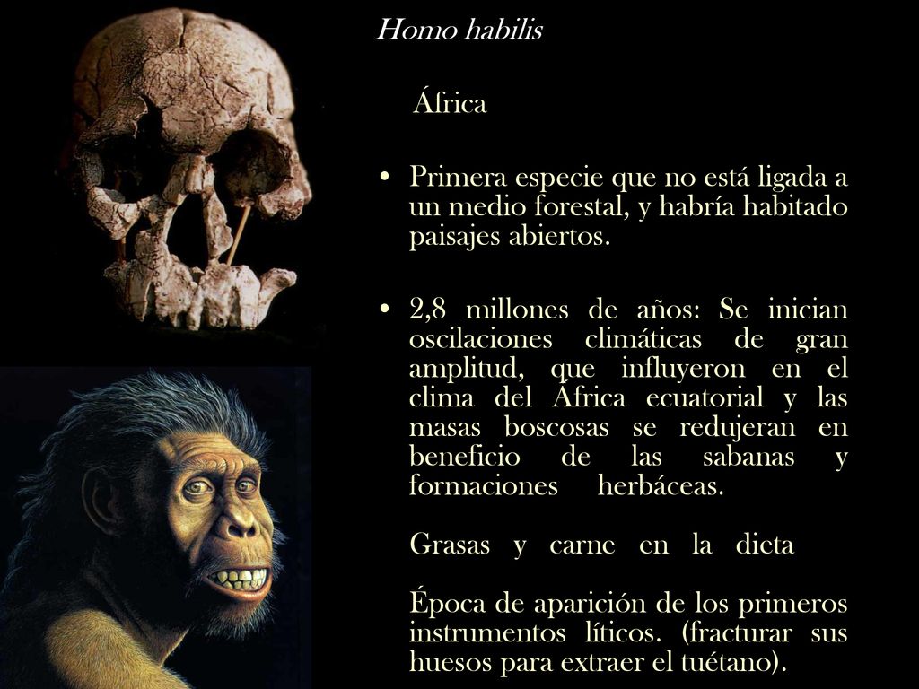 Homo habilis África. Primera especie que no está ligada a un medio forestal, y habría habitado paisajes abiertos.