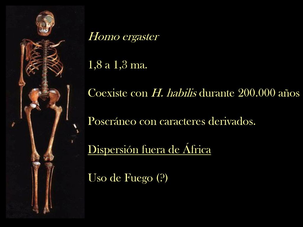 Homo ergaster 1,8 a 1,3 ma. Coexiste con H. habilis durante años. Poscráneo con caracteres derivados.