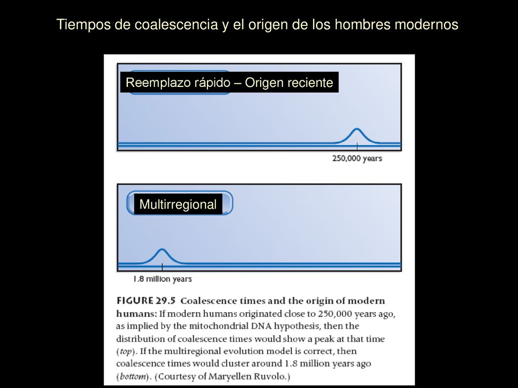 Tiempos de coalescencia y el origen de los hombres modernos