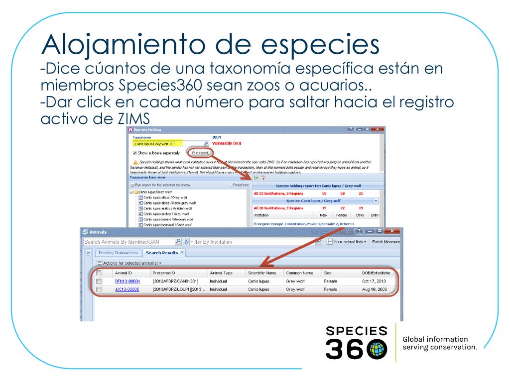 Alojamiento de especies -Dice cúantos de una taxonomía específica están en miembros Species360 sean zoos o acuarios.. -Dar click en cada número para saltar hacia el registro activo de ZIMS