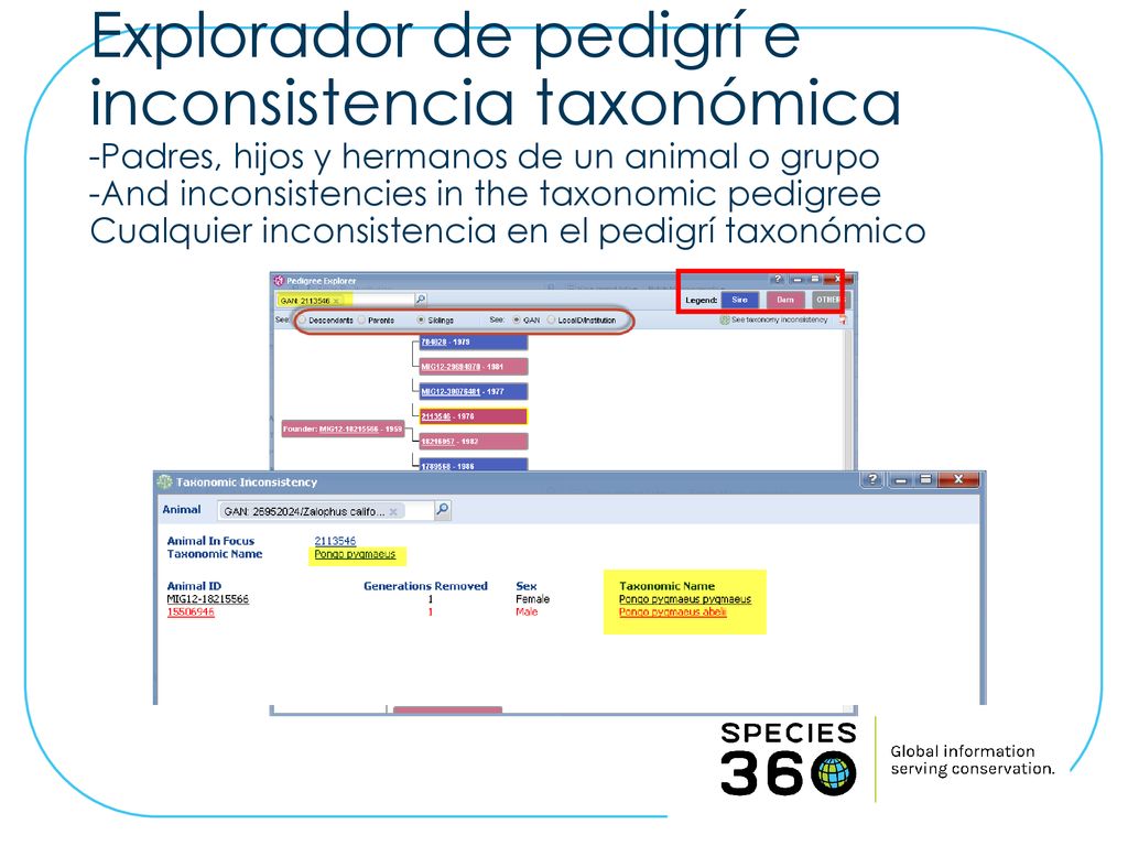 Explorador de pedigrí e inconsistencia taxonómica -Padres, hijos y hermanos de un animal o grupo -And inconsistencies in the taxonomic pedigree Cualquier inconsistencia en el pedigrí taxonómico