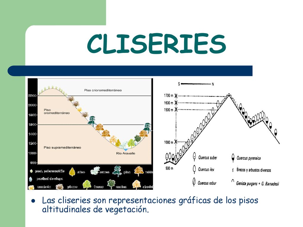 CLISERIES Las cliseries son representaciones gráficas de los pisos altitudinales de vegetación.