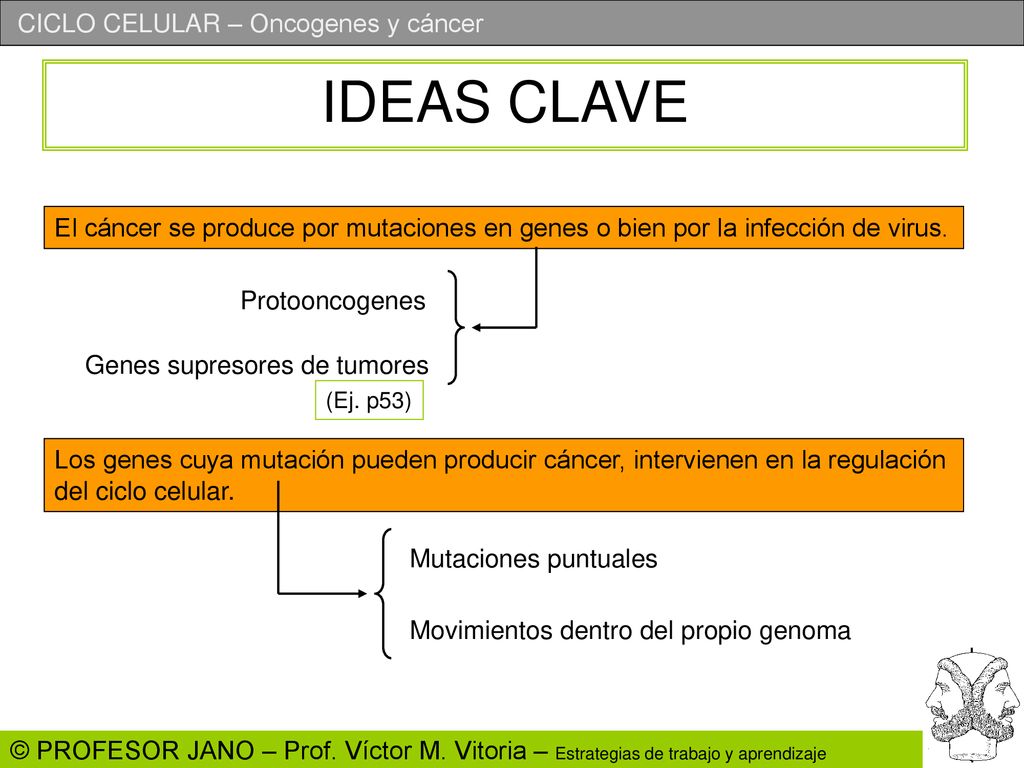 IDEAS CLAVE El cáncer se produce por mutaciones en genes o bien por la infección de virus. Protooncogenes.