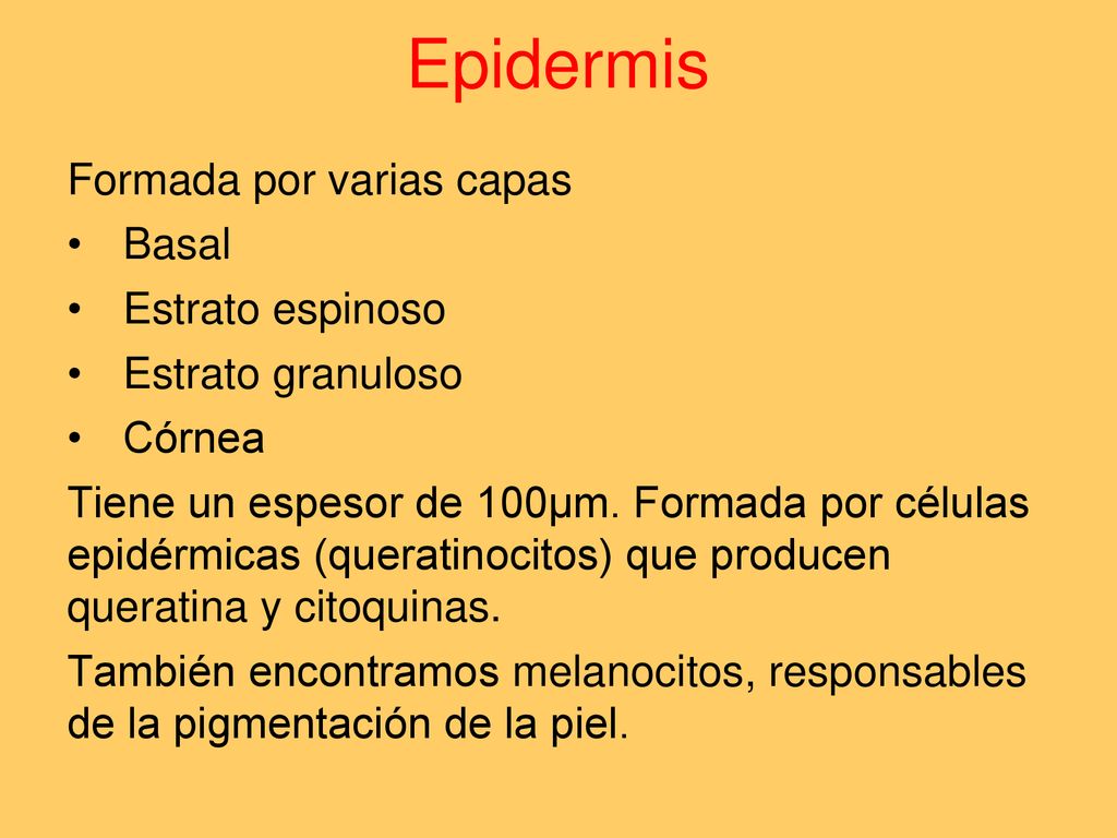 Epidermis Formada por varias capas Basal Estrato espinoso