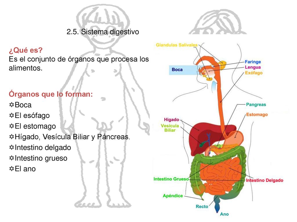 2.5. Sistema digestivo ¿Qué es Es el conjunto de órganos que procesa los alimentos. Órganos que lo forman: