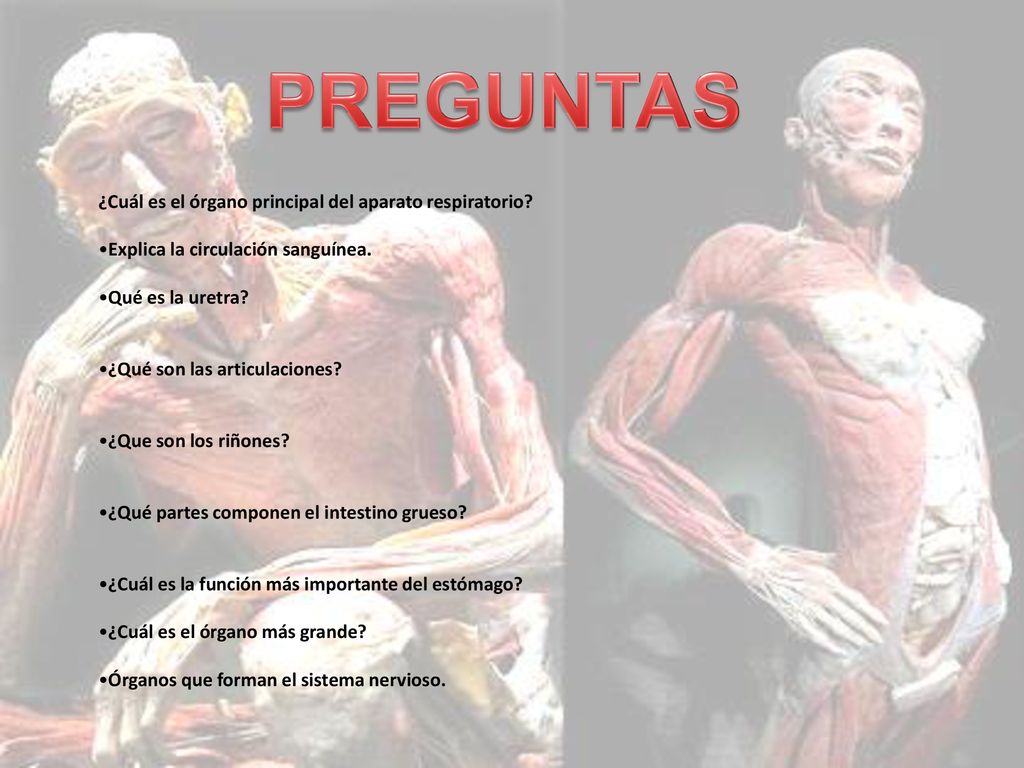 PREGUNTAS ¿Cuál es el órgano principal del aparato respiratorio