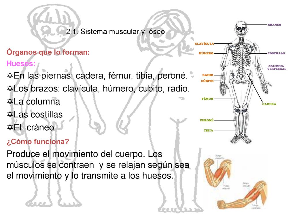 El cuerpo humano En las piernas: cadera, fémur, tibia, peroné.