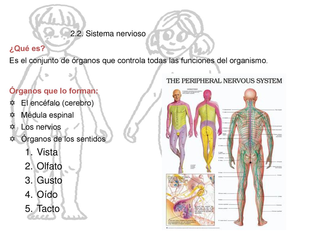 El cuerpo humano Vista Olfato Gusto Oído Tacto 2.2. Sistema nervioso