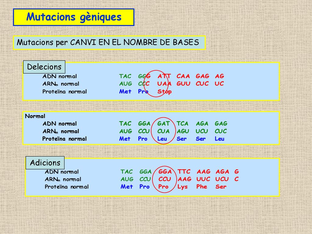 Mutacions gèniques Mutacions per CANVI EN EL NOMBRE DE BASES Delecions