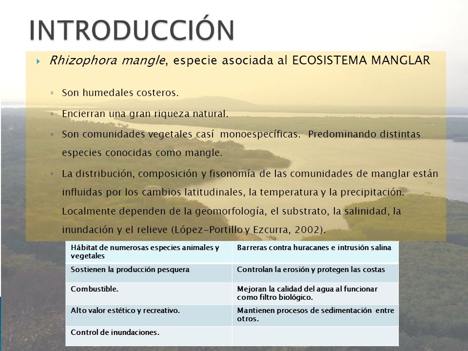 INTRODUCCIÓN Rhizophora mangle, especie asociada al ECOSISTEMA MANGLAR