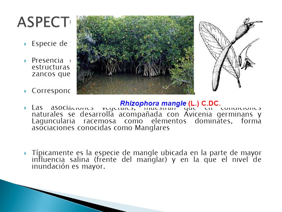 ASPECTOS ECOLÓGICOS Especie de fácil adaptación a sitios salinos y anegados.