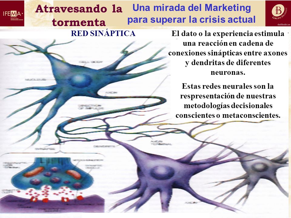RED SINÁPTICA El dato o la experiencia estimula una reacción en cadena de conexiones sinápticas entre axones y dendritas de diferentes neuronas.
