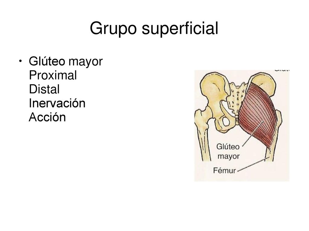 Grupo superficial Glúteo mayor Proximal Distal Inervación Acción ●