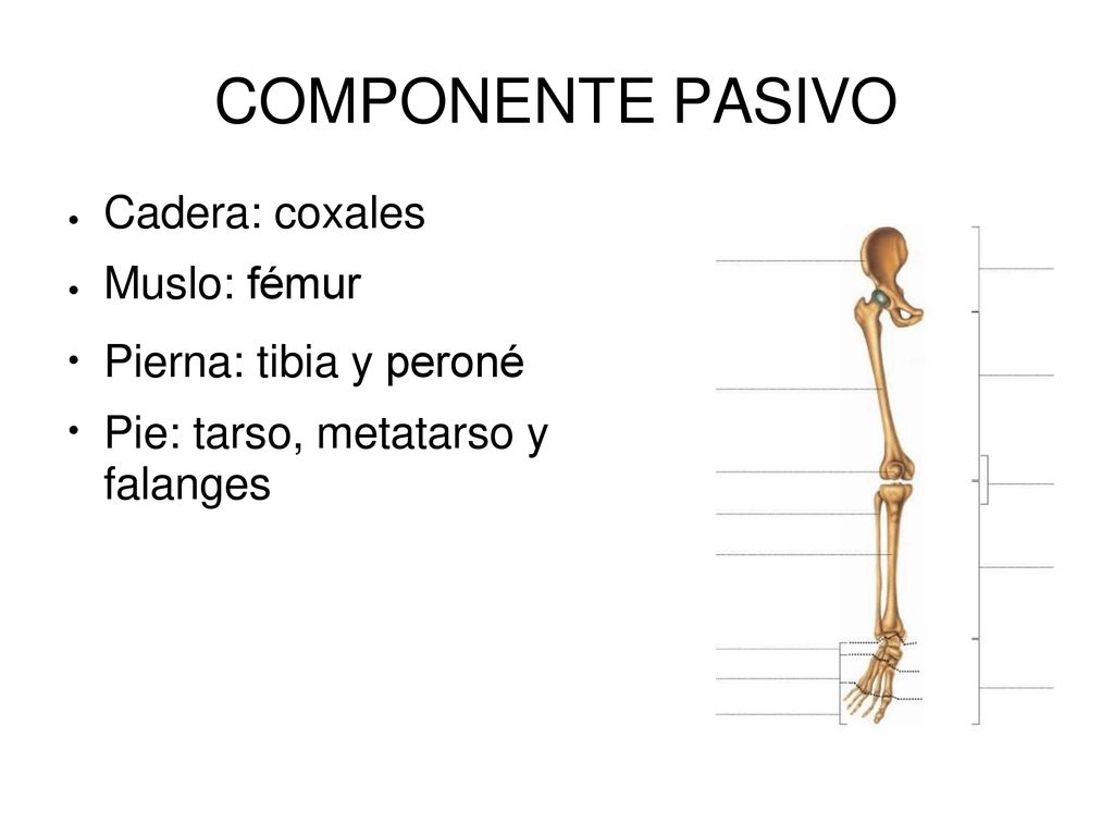 COMPONENTE PASIVO Cadera: coxales Muslo: fémur Pierna: tibia y peroné
