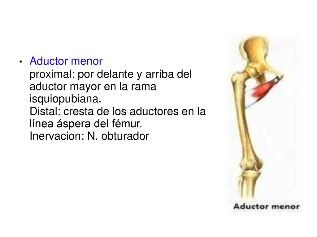 Distal: cresta de los aductores en la línea áspera del fémur.