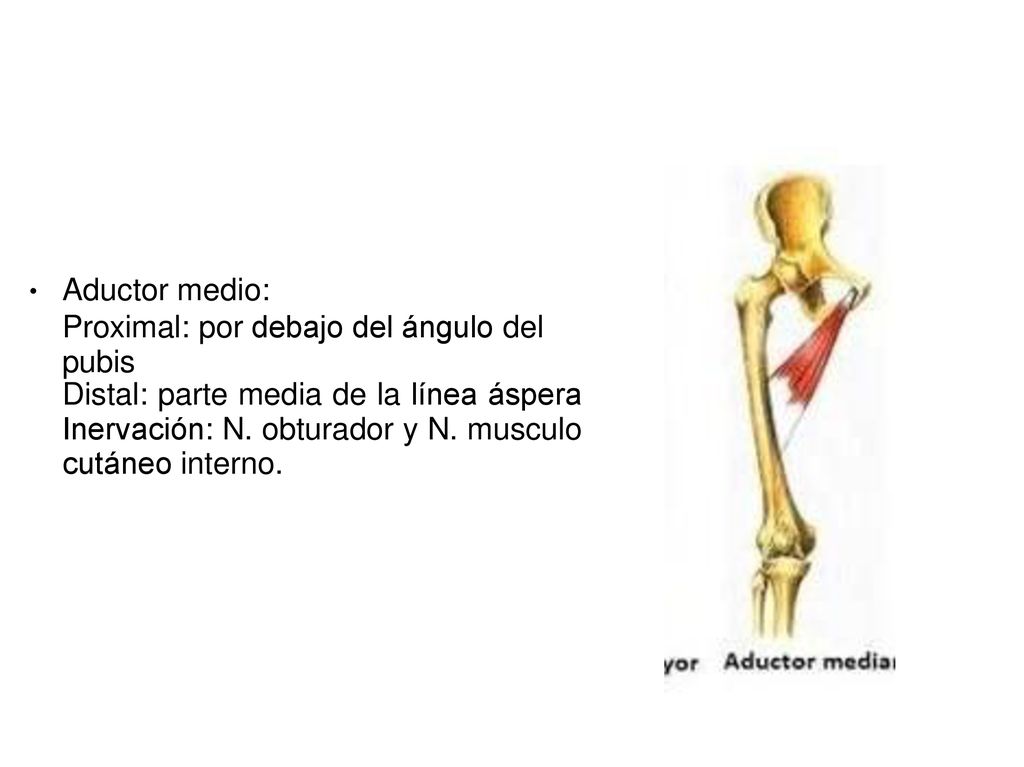Aductor medio: Proximal: por debajo del ángulo del pubis