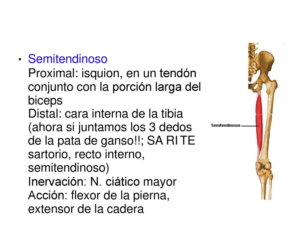 Semitendinoso Proximal: isquion, en un tendón conjunto con la porción larga del biceps. ●