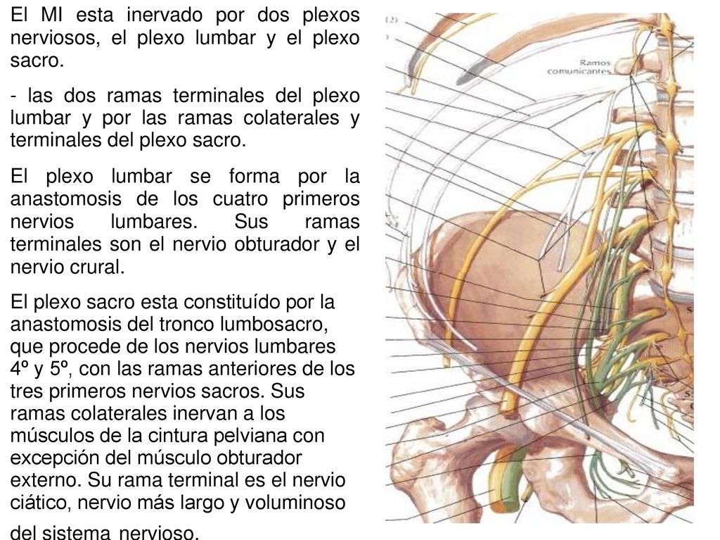 El MI esta inervado por dos plexos nerviosos, el plexo lumbar y el plexo sacro.