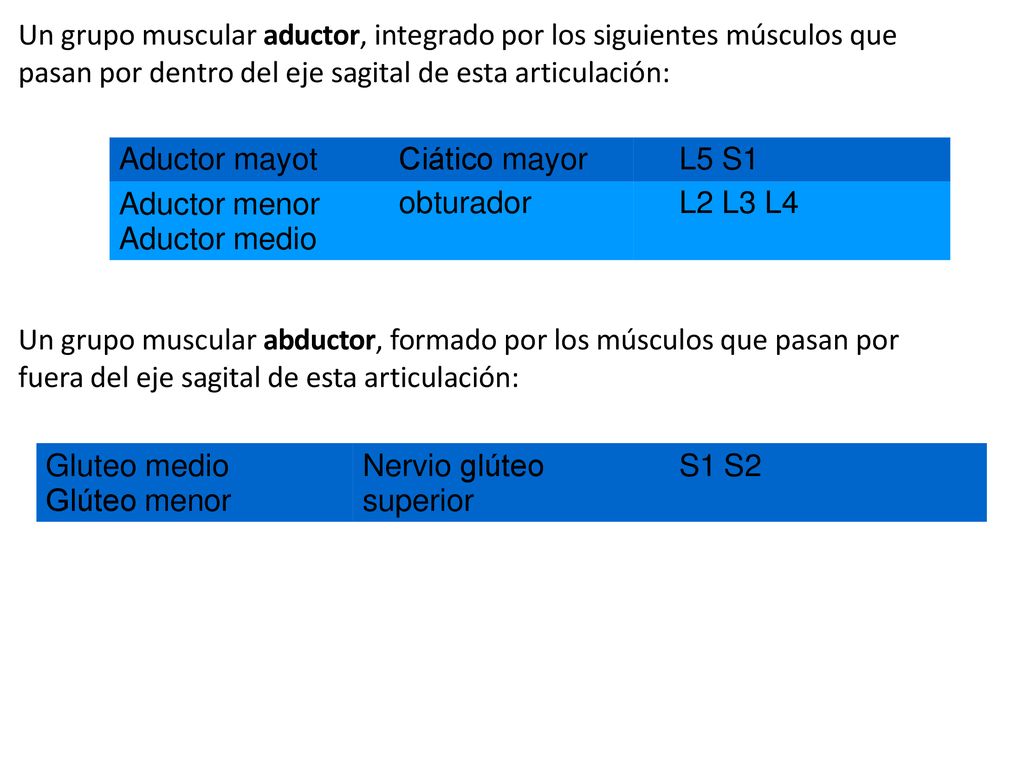 Un grupo muscular aductor, integrado por los siguientes músculos que pasan por dentro del eje sagital de esta articulación: