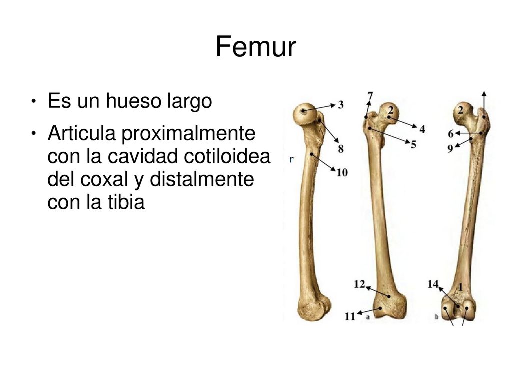 Femur Es un hueso largo. Articula proximalmente con la cavidad cotiloidea del coxal y distalmente con la tibia.