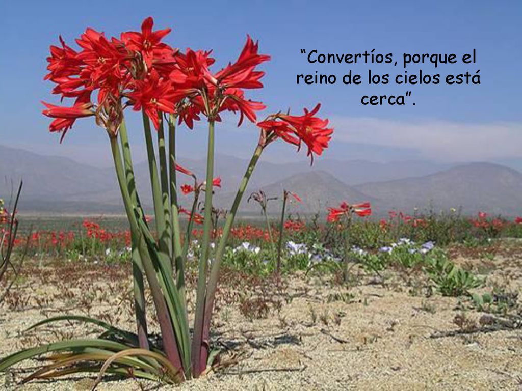 Convertíos, porque el reino de los cielos está cerca .