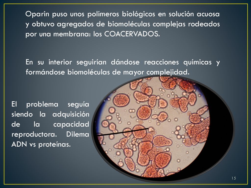 Oparin puso unos polímeros biológicos en solución acuosa y obtuvo agregados de biomoléculas complejas rodeados por una membrana: los COACERVADOS.