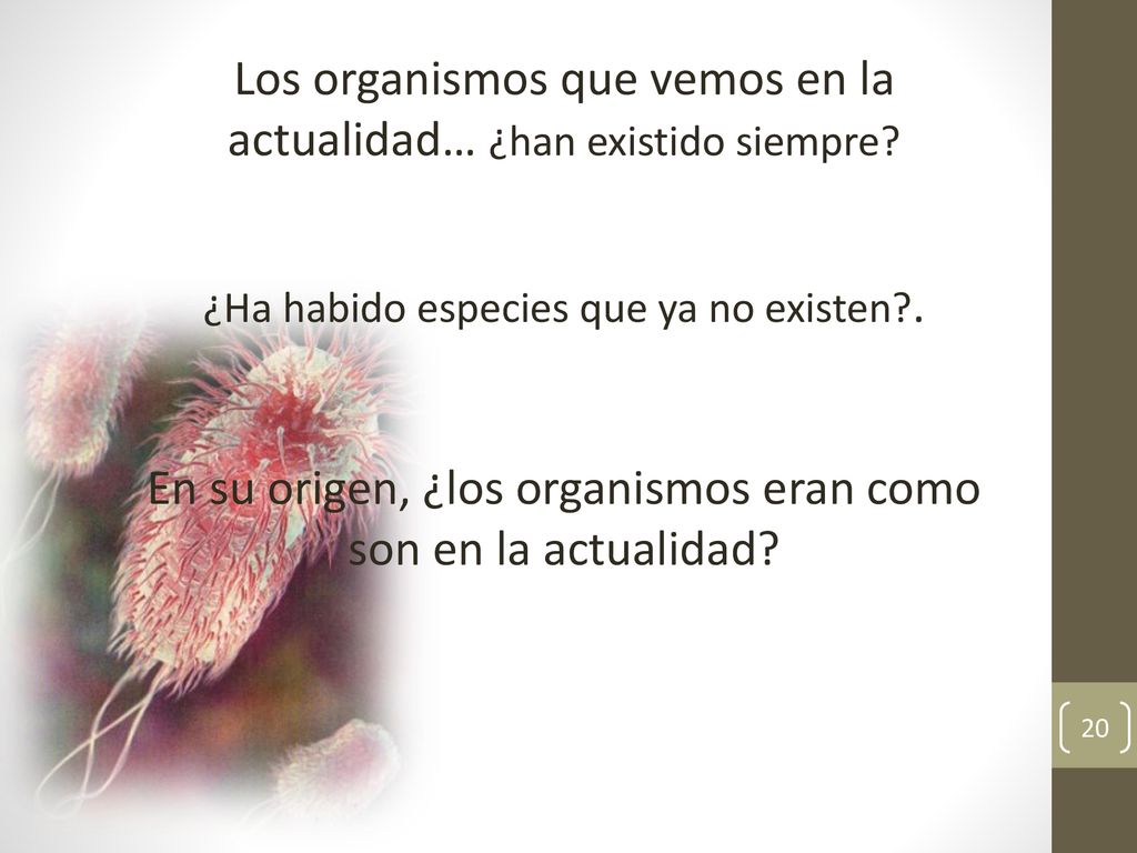 Los organismos que vemos en la actualidad… ¿han existido siempre