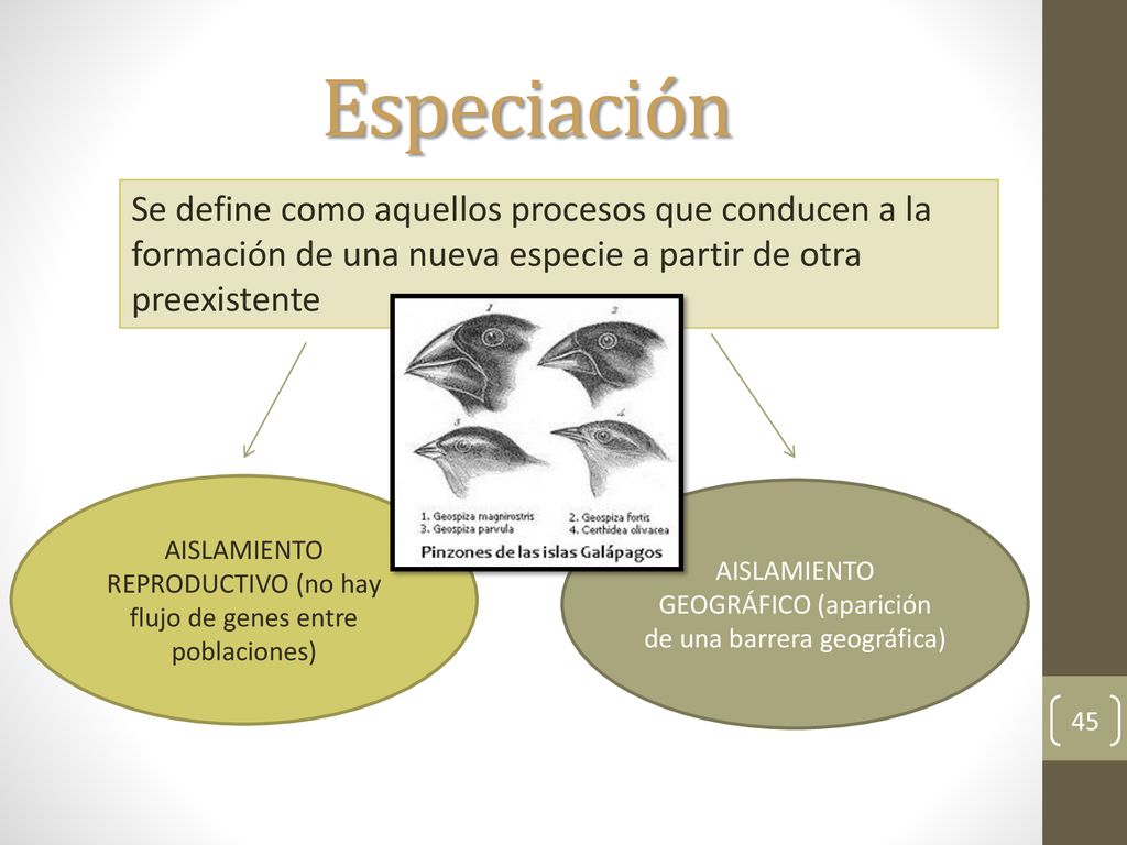 Especiación Se define como aquellos procesos que conducen a la formación de una nueva especie a partir de otra preexistente.
