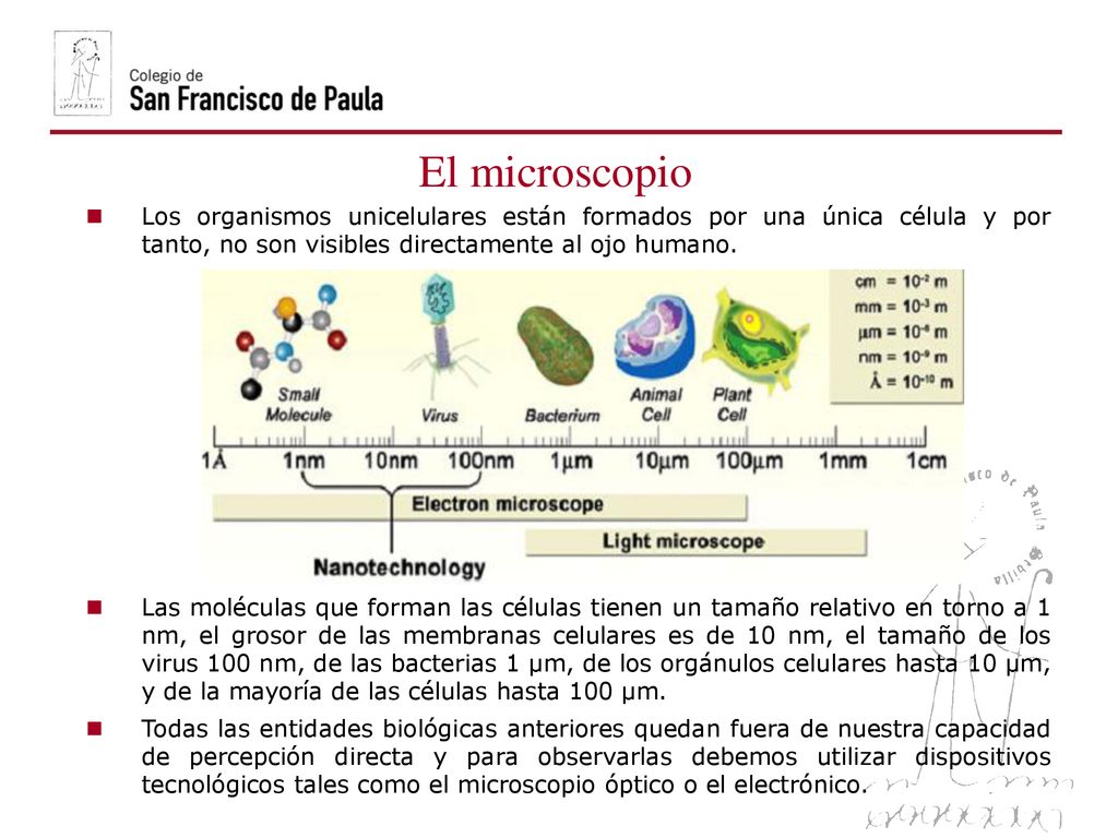 06/10/09 El microscopio. Los organismos unicelulares están formados por una única célula y por tanto, no son visibles directamente al ojo humano.