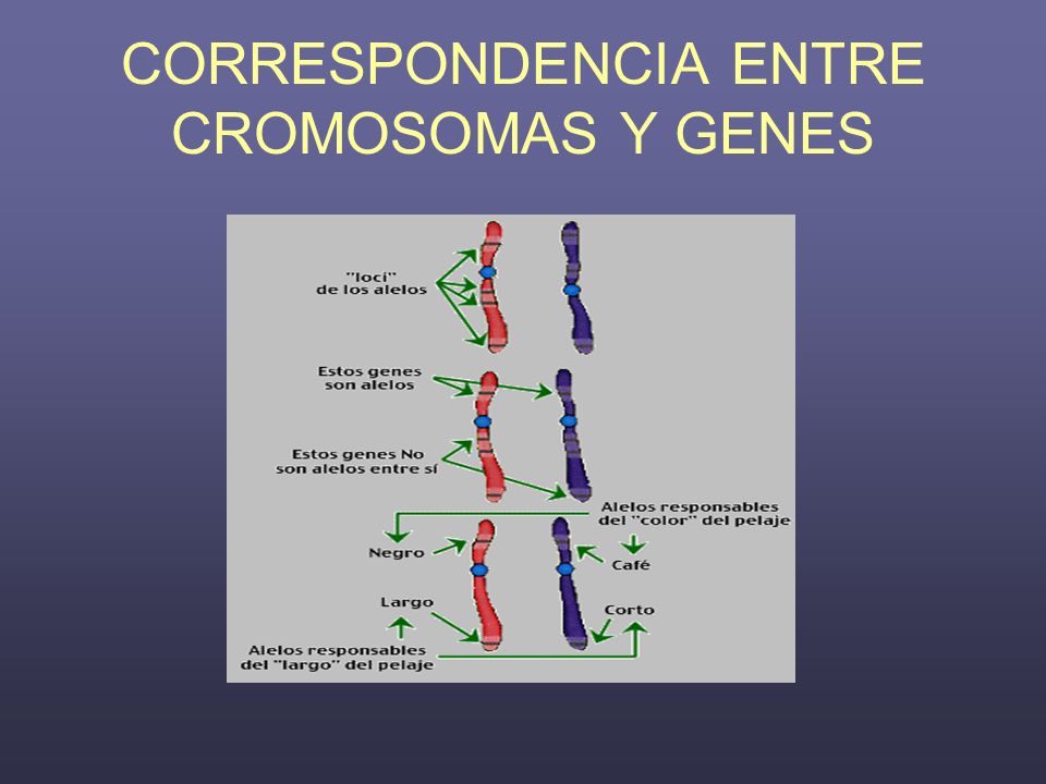 CORRESPONDENCIA ENTRE CROMOSOMAS Y GENES