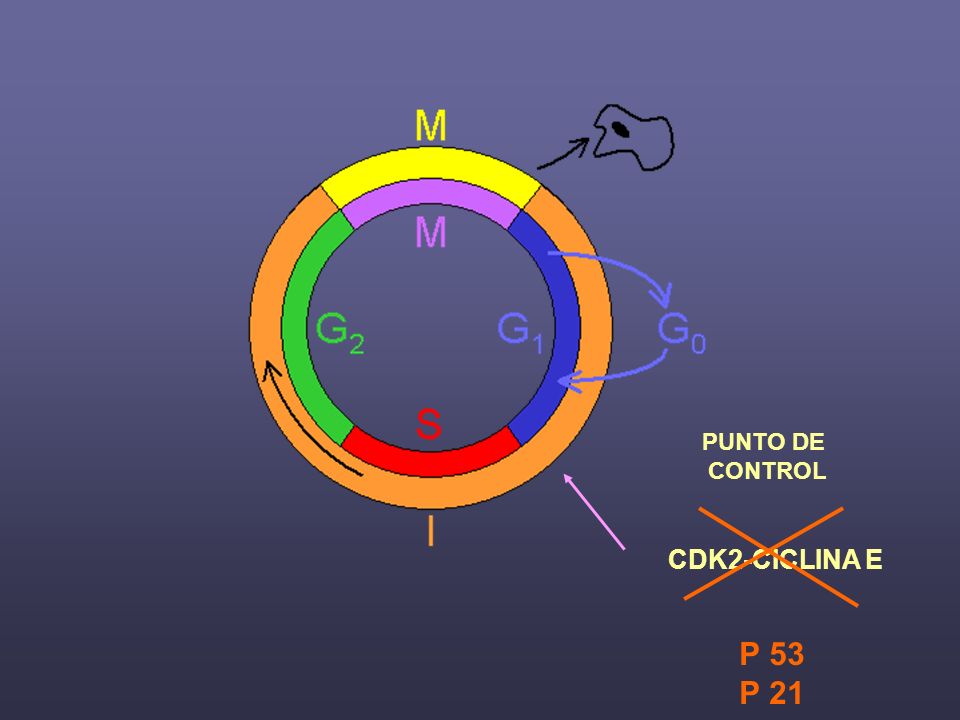 PUNTO DE CONTROL CDK2-CICLINA E P 53 P 21