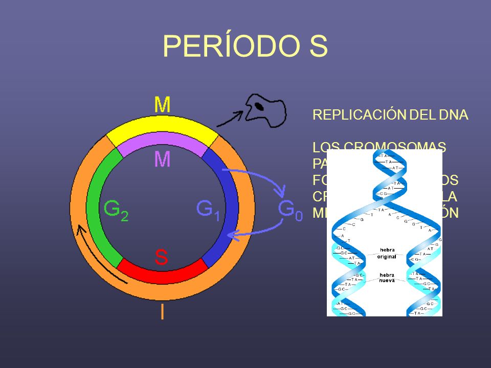 PERÍODO S REPLICACIÓN DEL DNA LOS CROMOSOMAS