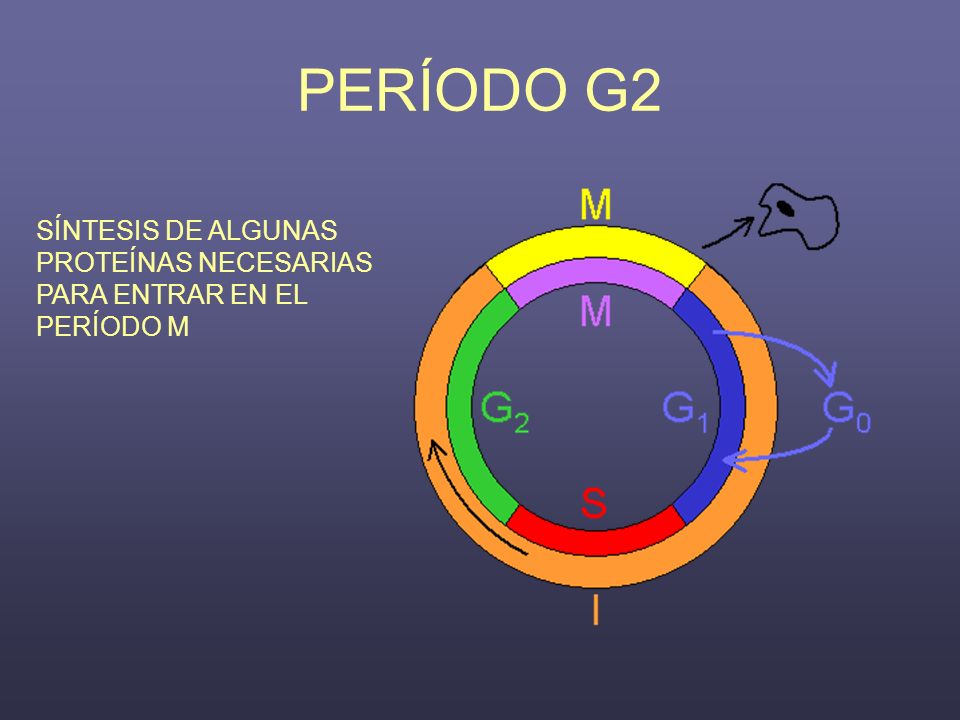 PERÍODO G2 SÍNTESIS DE ALGUNAS PROTEÍNAS NECESARIAS PARA ENTRAR EN EL