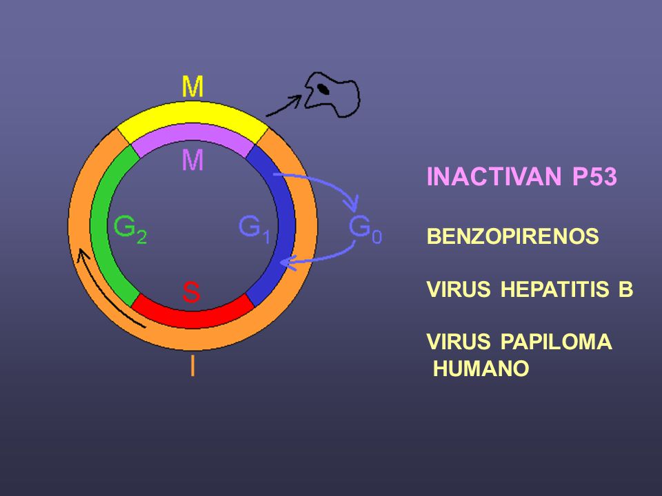 INACTIVAN P53 BENZOPIRENOS VIRUS HEPATITIS B VIRUS PAPILOMA HUMANO