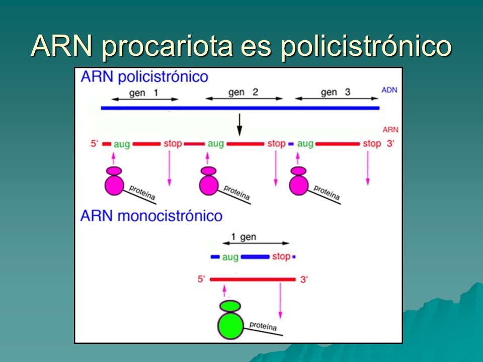 ARN procariota es policistrónico