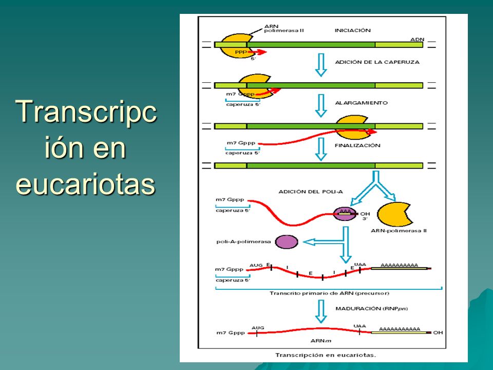 Transcripción en eucariotas
